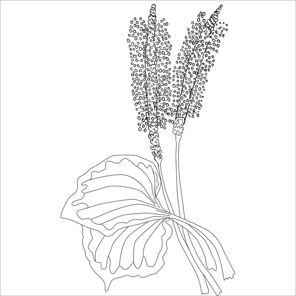 Ervas e Flor Selvagem. Botânica. Plantain flor vintage. Ilustração em preto e branco no estilo de gravura. Vetor isolado . — Vetor de Stock