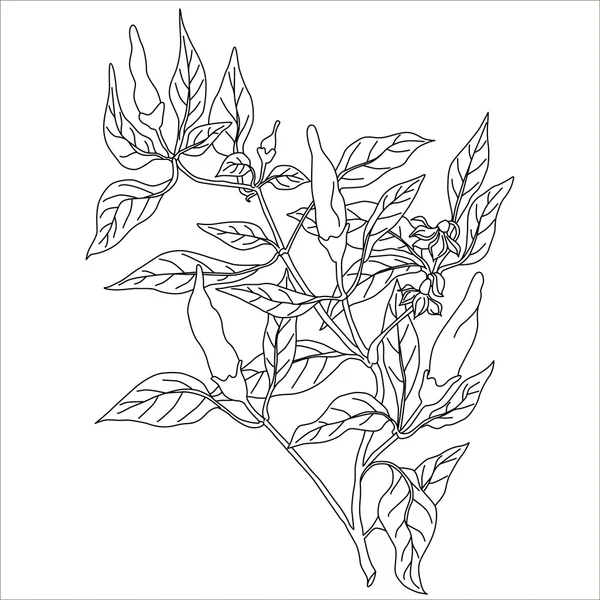 Chili peppers  bush With Leaves vector black hand drawn illustration. Contour outline style. It can be used for package in organic ecological stile or for other goals like decorative design elements. — 스톡 벡터