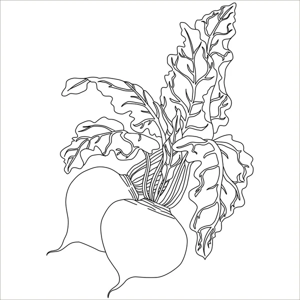 Beterrabas com folhas, vetor preto mão desenhada ilustração rabanete ou beterraba, beterraba vegetal desenho animado ilustração . — Vetor de Stock