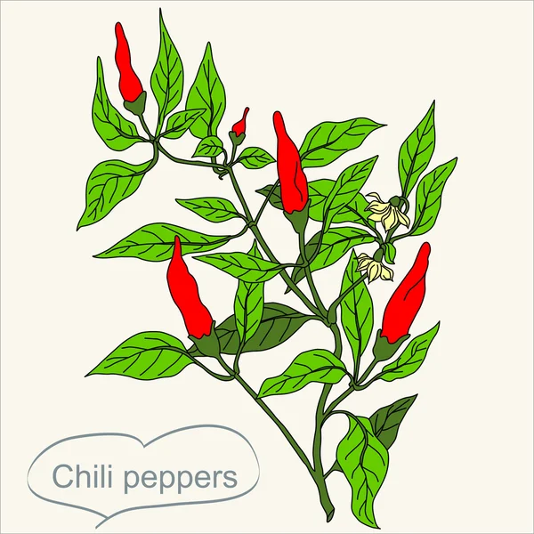 Chili Peppers Bush med löv vektor handritade illustration. Kon tur dispositionsformat. Den kan användas för paket i ekologisk ekologisk Stile eller för andra mål som dekorativa designelement. — Stock vektor