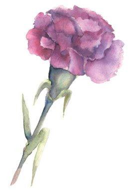 watercolor hand drawing delicate carnation flower on a stem of pink fuchsia color on a white background