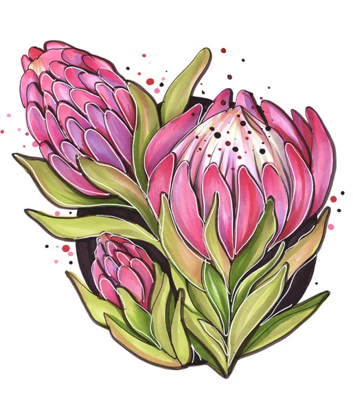 hand drawing illustration with outline flowers botany logo with tropical protea flowers in red pink color with leaves