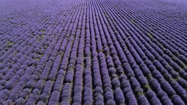 Luftbild mit Lavendelfeld — Stockvideo