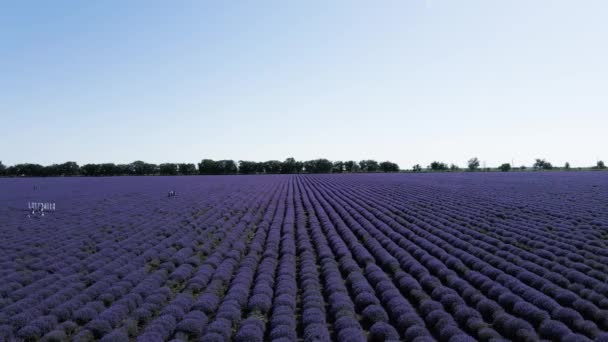 Lavendelfelder in der Provence von Valensole in Frankreich - Reisefotos. — Stockvideo