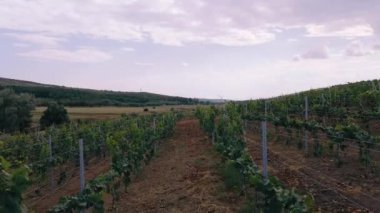 Üzüm bağının inanılmaz yeşil alanı tarım ve tarım endüstrisi için İHA ile video çekiyor..
