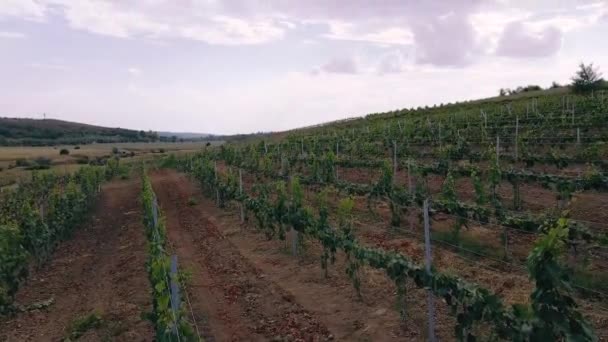 Grande campo de vinha fazendo vídeo com o conceito de drone da agricultura e da indústria agrícola. 4k, — Vídeo de Stock