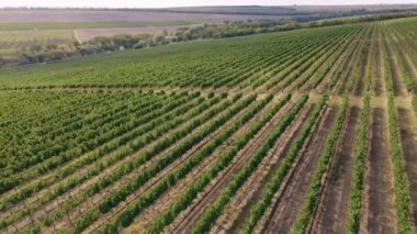Güneşli bir günde, yeşil bir tarlada ve büyük bir nehirde insansız hava aracıyla video çekmek inanılmaz bir doğa manzarası..