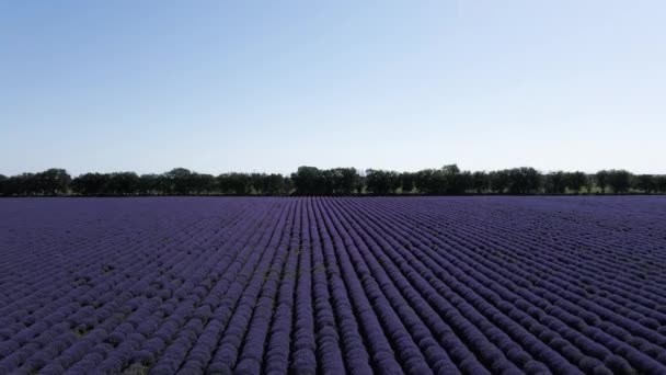 Ein Lavendelfeld, gefilmt mit einer langsam bewegenden Drohne im Rücken, nach oben. Wunderschöne, blühende Lavendelkette. Konzept der Landwirtschaft und Schönheit der Landwirtschaft — Stockvideo