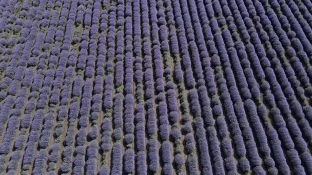 Ein Lavendelfeld, gefilmt mit einer Drohne, die sich von oben nach unten bewegt. Wunderbare Kette von blühendem Lavendel. Das Konzept der Landwirtschaft und die Schönheit der Landwirtschaft — Stockvideo