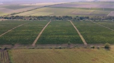 Asma tarlası, tepeden tırnağa bir dron ile çekilmiş. Tarım konsepti. Kuraklık zamanında çiftçilere destek olmak.