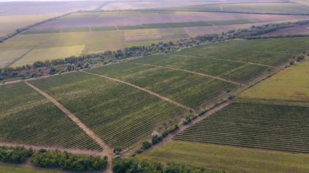 Szőlőültetvény, fentről lefelé lefilmezve egy drónnal. Mezőgazdasági koncepció. A mezőgazdasági termelők támogatása aszály idején.