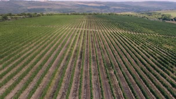 Zelená vinice v létě - velká plantáž s řadami hroznů pěstovaných pro vinifikaci. Zemědělství, vinařství a koncepce ekologické produkce vína. Letecký pohled na pole révy vinné — Stock video