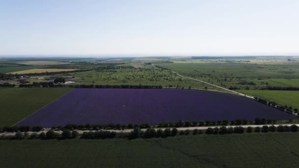 Blick von oben auf ein Lavendelfeld, umgeben von grünen Pflanzen. Das Konzept der Landwirtschaft und die Schönheit der Landwirtschaft — Stockvideo