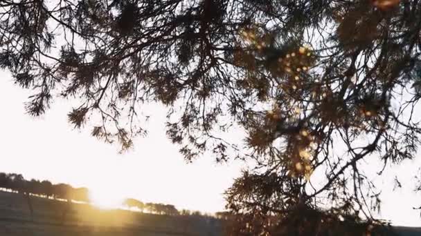 モミの木の枝の間で素晴らしい夕日。素晴らしい自然とライフスタイル。内部旅行の概念 — ストック動画