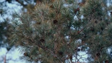 Kozalaklı çam ağacını görebileceğiniz mükemmel doğal bir manzara. Dallar hafif esintinin altında yavaşça sallanıyor.