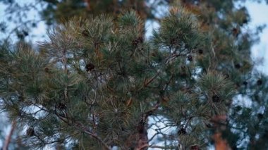 Çam ağacının yakın plan çerçevesi rüzgarın hafif rüzgarı altında hareket ediyor. Doğal konsept