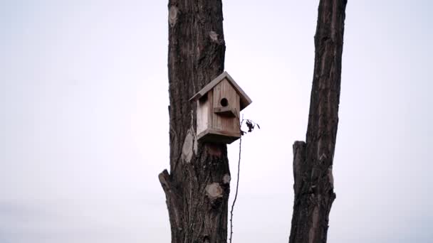 Marco superior de un nido de madera instalado en el árbol para aves migratorias, bajo el cielo azul. Retrato 4k — Vídeos de Stock