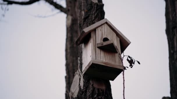 Małe, brązowe gniazdo ptaków wykonane z drewna, wykonane przez człowieka, położone na pniu drzewa w lesie. Ramka zwrócona ku błękitnemu niebu. Portret 4k — Wideo stockowe