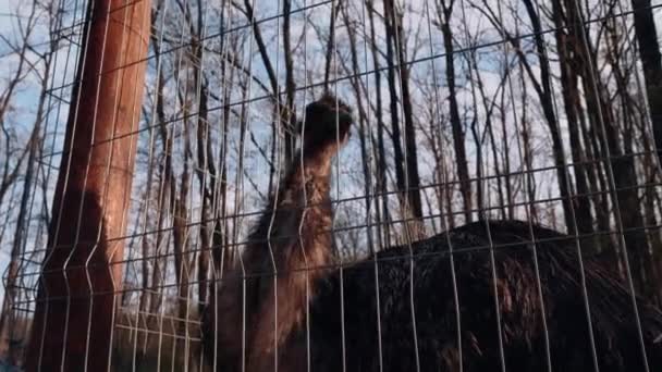 Cornice di uno struzzo marrone scuro dietro le sbarre allo zoo. Ritratto naturale, cornice faunistica, grande uccello. Ritratto 4k — Video Stock