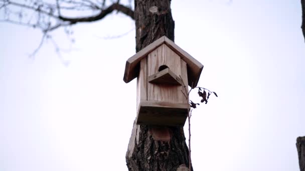 Nahaufnahme des Vogelnestes aus Holz, das auf dem Stamm des Baumes platziert ist. Blick in den blauen Himmel. 4k-Porträt — Stockvideo