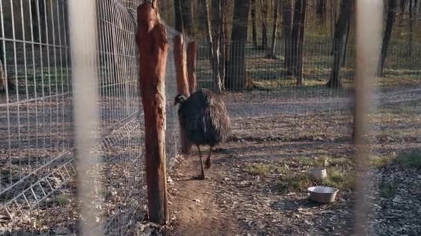 Kabarık tüyleri olan büyük devekuşu, koyu kahverengi, büyük kafeste yürüyor, tel örgülerle çevrili, ağaçlarla dolu büyük ormanda izole edilmiş. Büyük vahşi kuşların hayvanat bahçesi çerçevesi. 4k portre — Stok video