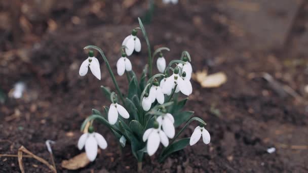 Annonce du printemps, cadre étroit de quelques fleurs blanches de chute de neige, concept naturel. Portrait 4K — Video