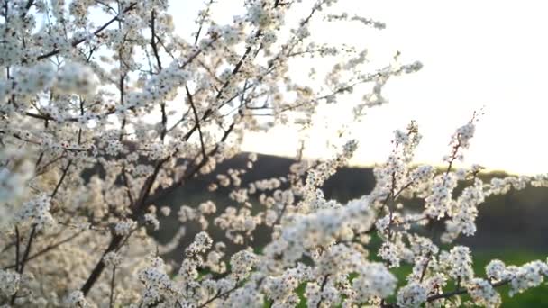 Ramen av ett blommande träd under våren, tät ram av grenar fårade med vita blommor på bakgrunden av den blå himlen. Begreppet vår, återupplivandet av naturen. 4k-konceptet — Stockvideo