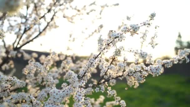 봄에 산들바람에 푸른 하늘을 배경으로 한 꽃나무의 가지들이 흔들리고 있다. 봄의 개념, 자연의 부흥입니다. 4k 개념 — 비디오