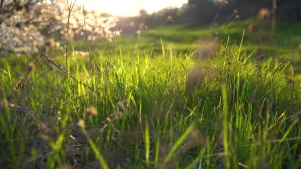 緑の牧草地、自然の草の近いフレームのフレーム。春の概念は、自然の復活。4kの概念 — ストック動画