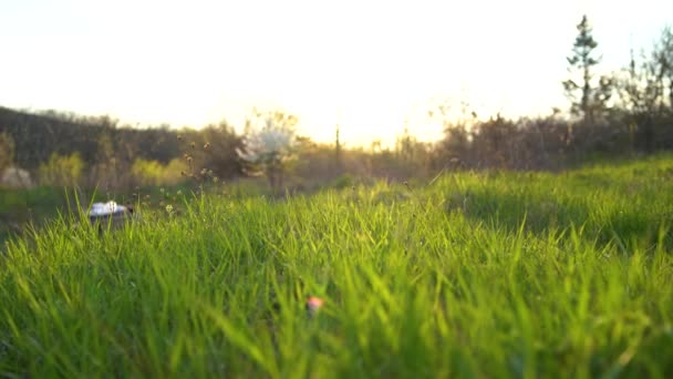 Grama verde balançando contra o fundo borrado de árvores florestais em um dia brilhante. Conceito primavera-verão. Conceito 4k — Vídeo de Stock