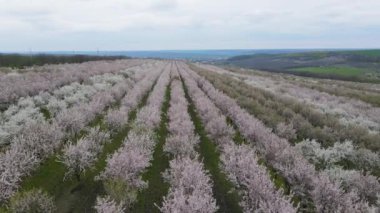 Baharın başlarında meyve bahçesi filizlendi. Üst çerçeve, bir sürü çiçek açan ağaç. 4k konsepti