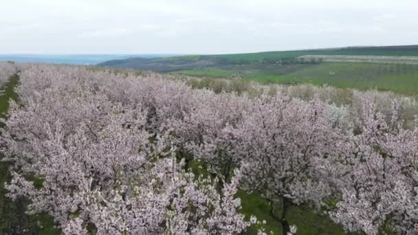 Surbrins landskap med rörlig drönare som ger ett underbart panorama över natur och fruktträdgård under våren. Kullar, äppelträdgård. Ihållande gröna, vita och blå färger. Livsstilskoncept. 4k-konceptet — Stockvideo