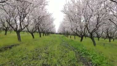Beyaz meyve bahçesindeki yeşil yolda, iki aşık el ele yürür. Kalıcı renkler yeşil, beyaz. Yaşam tarzı konsepti. 4k konsepti