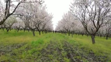 Zoom, yeşil meyve bahçesinde mutlu mesut yürüyen çiftin hareketli çerçevesi. Kalıcı renkler yeşil, beyaz. Yaşam tarzı konsepti. 4k konsepti