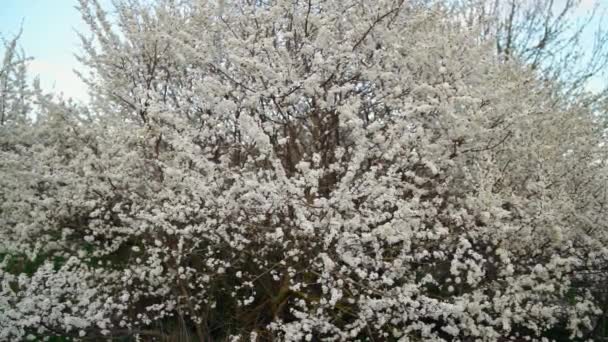 Portrait d'un grand arbre, riche en fleurs de pomme, cadre au ralenti. Couleurs persistantes vert, blanc. Concept de style de vie. Concept 4k — Video