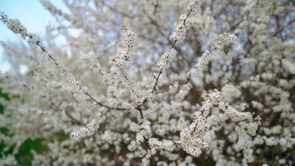 La fina rama de un manzano, salpicada de flores blancas durante la primavera, marco de cámara lenta. Colores persistentes verde, blanco. Concepto de estilo de vida. Concepto 4k — Vídeos de Stock