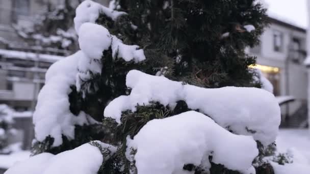 Entorno perfecto del paisaje invernal, abeto cubierto de nieve. Retrato 4k — Vídeo de stock