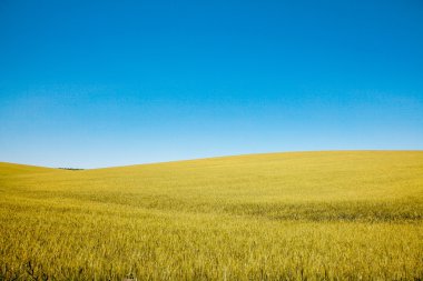 Sarı buğday tarlası