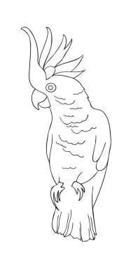 Modern izole edilmiş siyah beyaz çizgili vektör çizgili tropikal dekoratif papağan.