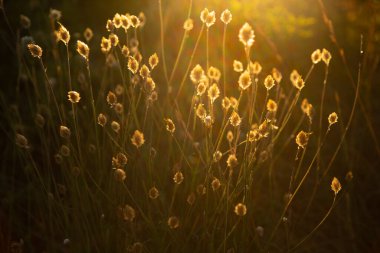Batan yaz güneşiyle vurgulanmış güzel yabani çiçekler. Güzel Vahşi Cupidone 'un kuru çiçekleri altın güneş ışığını alıyor..