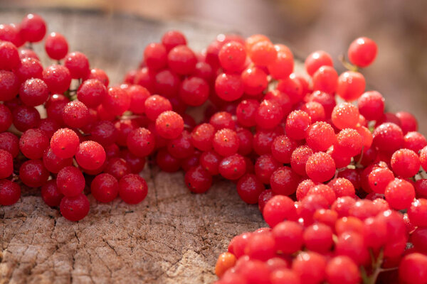  Red berry on wooden background close up