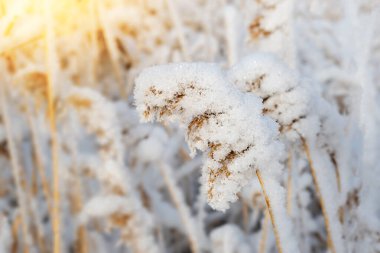 Kış tarlasında karla kaplı sazlıklar. Hoarfrost bitkisi