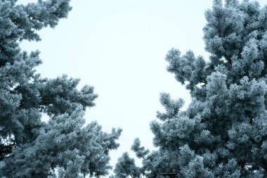 Kış dönemi. Mavi gökyüzüne karşı karla kaplı ağaç