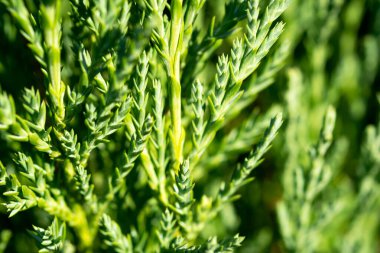 Thuja dalları yakındır. Doğal arkaplan