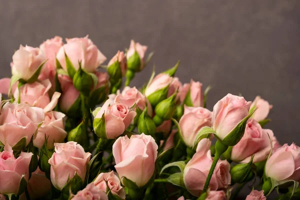 Rosas rosadas se cierran sobre fondo lila — Foto de Stock