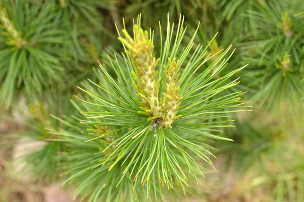 Cedar in the forest Stock Photo