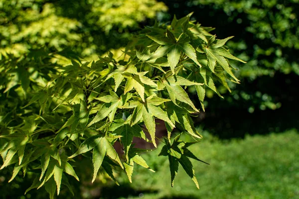 Acer palmatum ya da yazın palmiye ağacı. Güneş ışığındaki ağaç yaprakları. Botanik Bahçesi Volcji Potok