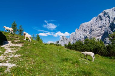 Vrsiç geçidinde otlayan koyunlar, Julian Alpes, Slovenya