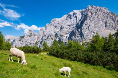 Vrsiç geçidinde otlayan koyunlar, Julian Alpes, Slovenya