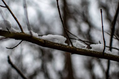 Dal üzerinde kar yapıları ve buz sarkıtları, eriyen karın yakın plan fotoğrafı.
